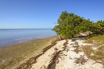 Fototapeta na wymiar Mangrove and Beach at Low Tide