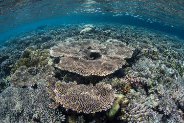 Robust Coral Reef