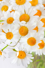 Obraz premium bouquet of wild daisies