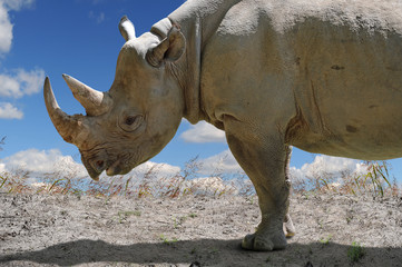 Fototapeta premium Rhinocerous in Profile View