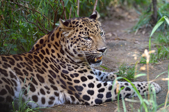 Lemur Leopard Resting