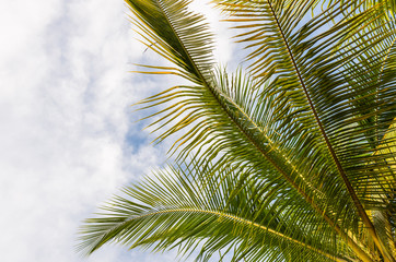 Closeup coconut leaf with cloudy sky