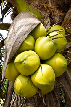 Coconut Fruit