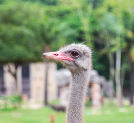 ostrich in the zoo.