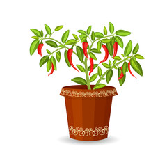 hot pepper in a flower pot