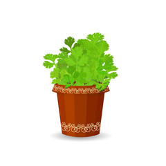 Parsley in a flower pot