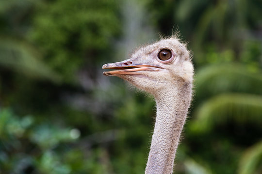 Close up of ostrich head