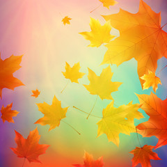 Beautiful autumn Leaves.