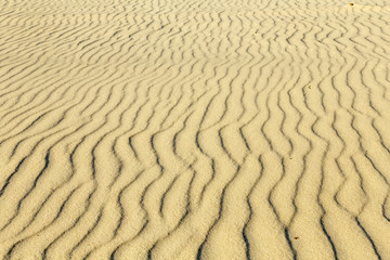 Bird tracks on the sand