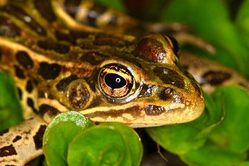 Northern Leopard Frog (Rana pipiens)