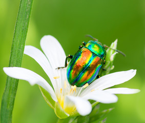 colored bug sits on a flower