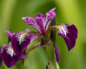 Harlequin, larger or northern blue flag, iris versicolor