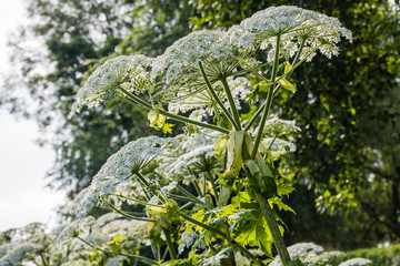 Fototapeta premium Flowering giant hogweed from close