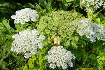 Flowering giant hogweed from close