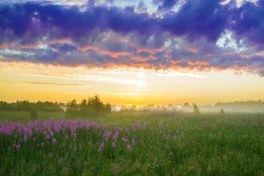 rural landscape with the sunrise, a blossoming meadow and fog
