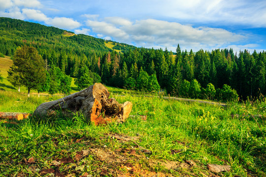 log on a hillside near the  forests