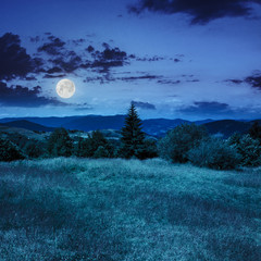 coniferous tree on a  mountain slope at night © Pellinni