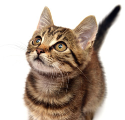 Beautiful little kitten