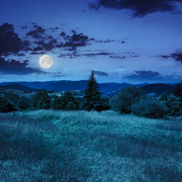 coniferous tree on a  mountain slope at night