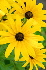 Black-Eyed Susan flowers