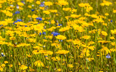 Yellow blooming corn marigold plants from close