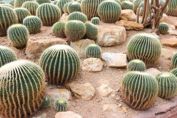 Thermal plants cactus plant group.
