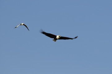 Fototapeta na wymiar African fish eagle in fly, Naivasha Lake, Kenya