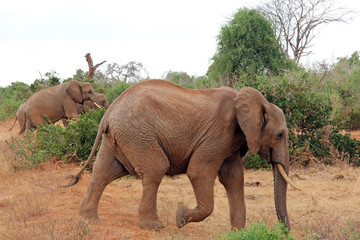 Fototapeta na wymiar Due elefanti in Kenya