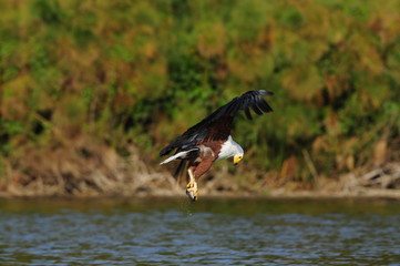 African fish eagle in fly, Naivasha Lake, Kenya