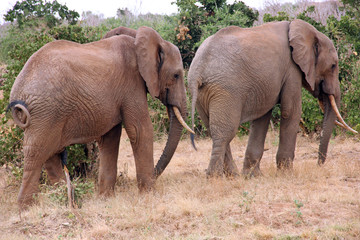 Due elefanti in Kenya © Lunipa