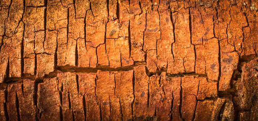Bark