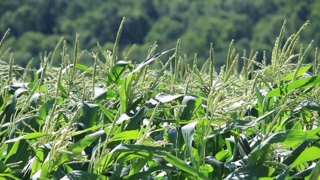 就実の丘トウモロコシ畑７月