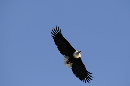 African Fish Eagle (Haliaeetus vocifer).
