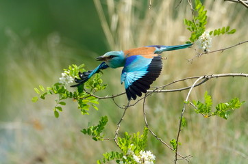 european roller (coracias garrulus) outdoor