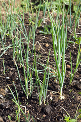 Lot of green onion grows in a garden close up