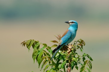 european roller (coracias garrulus) outdoor