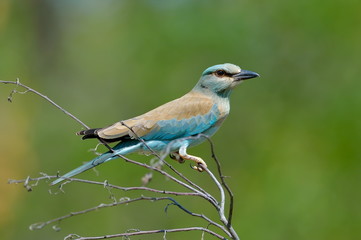 european roller (coracias garrulus) outdoor