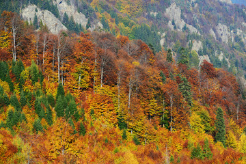 Fototapeta premium Forest autumn colours