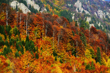 Forest autumn colours