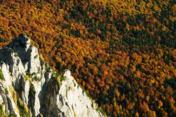 Forest autumn colours