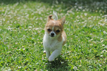 running puppy chihuahua