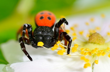 ladybird spider (eresus cinnaberinus)