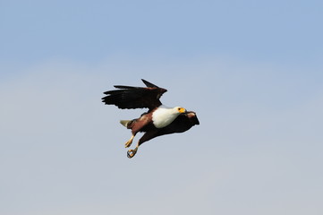 African Fish eagle