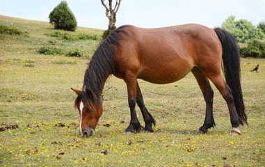 Bay pony in foal grazing in the New Forest
