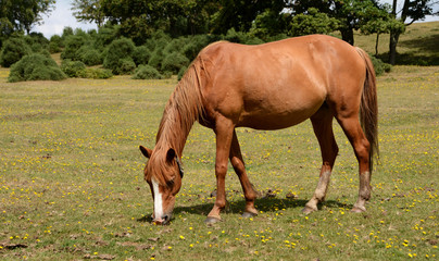 Obraz premium New Forest pony in the sunshine