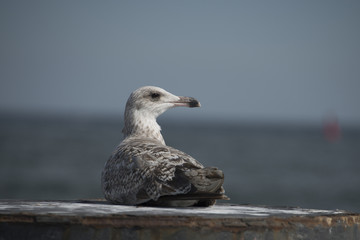 Sea gull in the port of Warnemünde