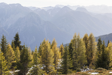 Fototapeta na wymiar Mountain forest in autumn