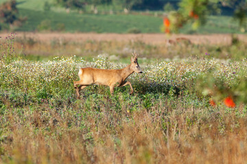 Roe deer buck