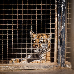tigre in gabbia