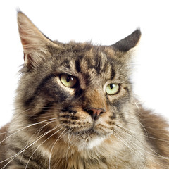 maine coon cat